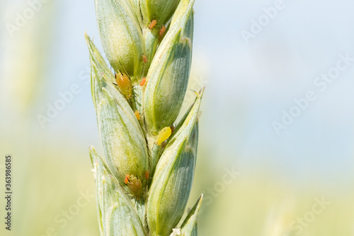 Aphids feed on an ear of barley. A macro photograph, selective focus.