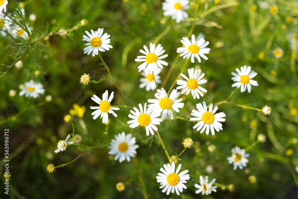 Fototapeta premium Summer wildflowers lit with sunlight, selective focus. German chamomile (Matricaria chamomilla).