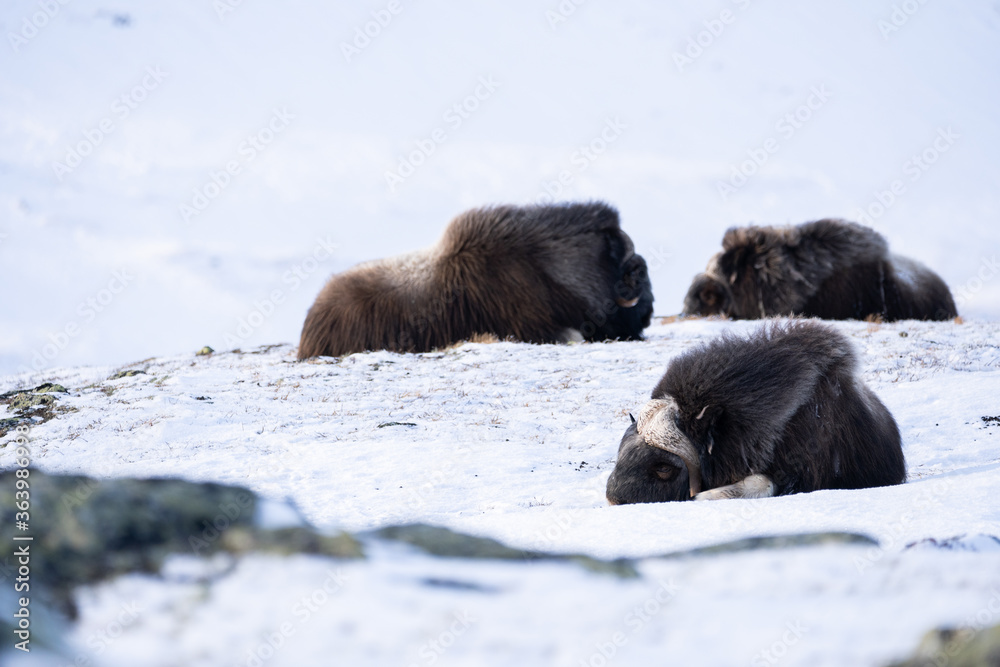 Musk ox from Dovrefjell National Park, Norway. Arctic winter environment. Musk ox from Dovrefjell National Park, Norway. Arctic winter environment.