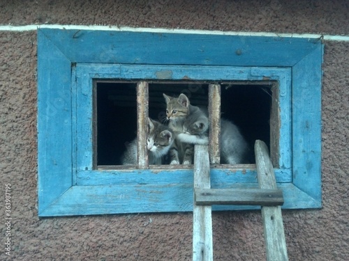 Three kittens are sitting in an old small blue wooden window frame with a ladder