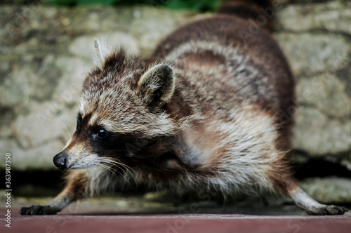 Funny raccoon stands serious, leaning against the wall