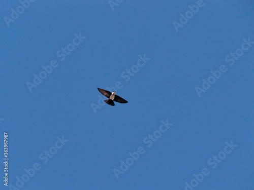small bird known as Blue-and-white Swallow, flying isolated under a cloudless blue sky.