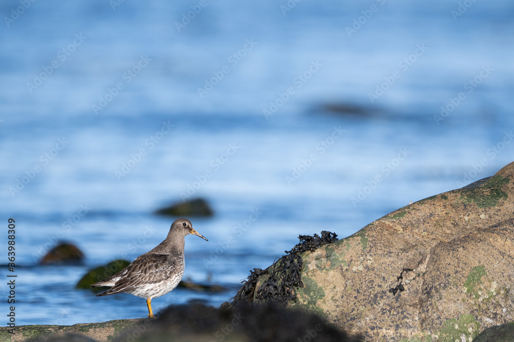 Purple sandpiper | Calidris maritima. A shore bird from Norway. Purple sandpiper | Calidris maritima. A shore bird from Norway.