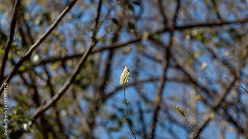 bird on a branch