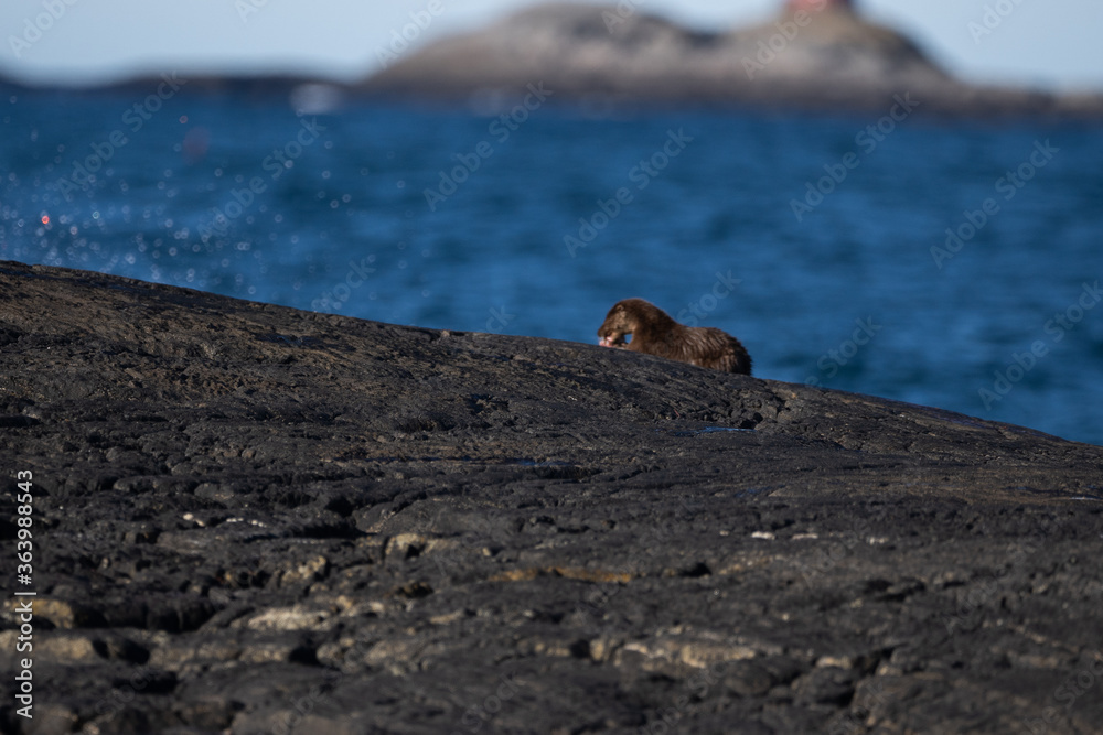 Lutra lutra with the common name Eurasian otter, belongs to the Mammals group. The photo was made in Norway, Alesund Lutra lutra with the common name Eurasian otter, belongs to the Mammals group. The photo was made in Norway, Alesund