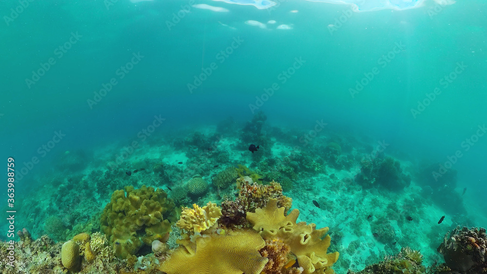 Tropical coral reef seascape with fishes, hard and soft corals. Underwater video. Panglao, Bohol, Philippines. Tropical coral reef seascape with fishes, hard and soft corals. Underwater video. Panglao, Bohol, Philippines.