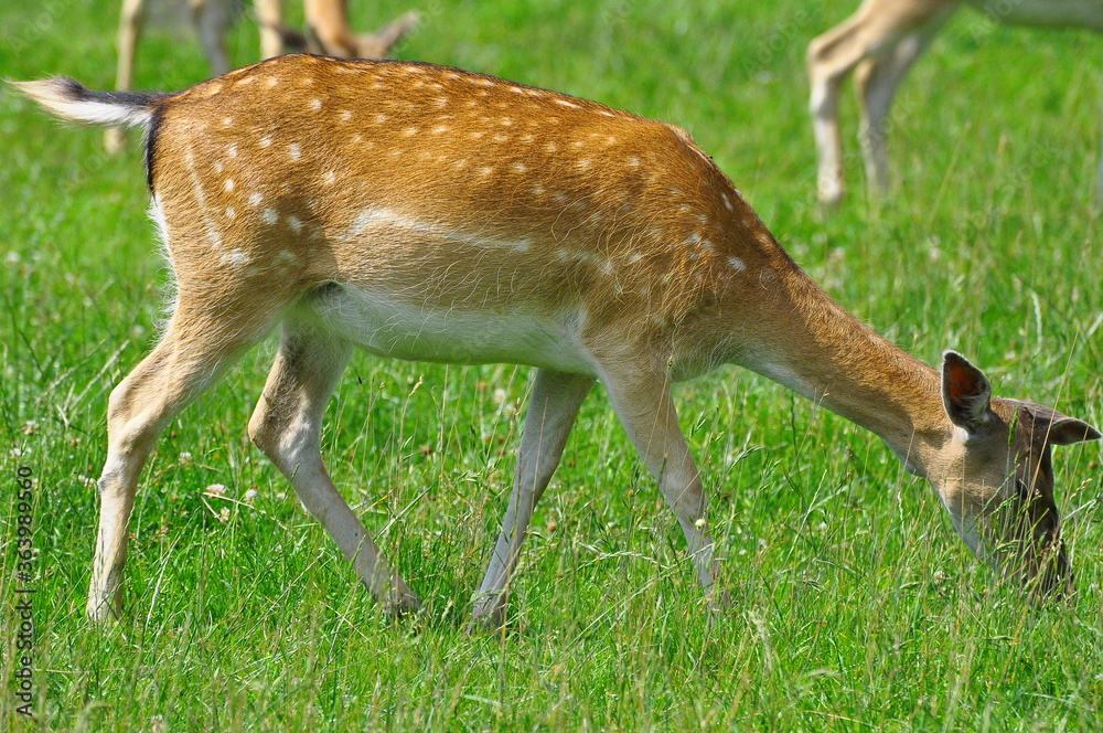Polska - Mazury - Warmia. Daniel. Polska - Mazury - Warmia. Daniel.