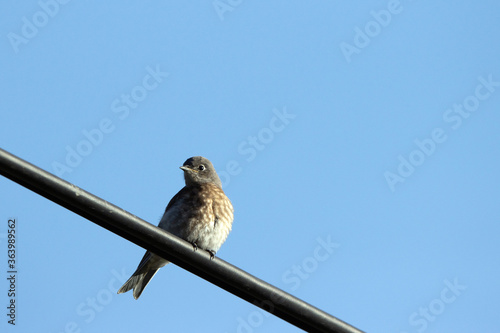 Juvenile Western Bluebird at dawn in Sugarite Canyon State Park in New Mexico