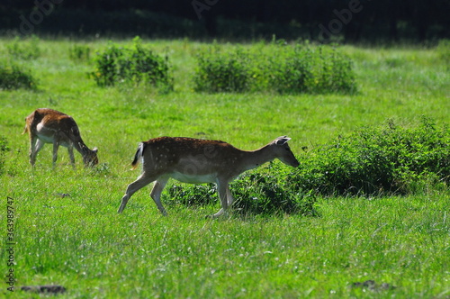 Polska - Mazury - Warmia. Krajobraz. Sarny.