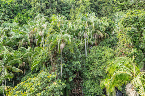 Rainforest canopy 