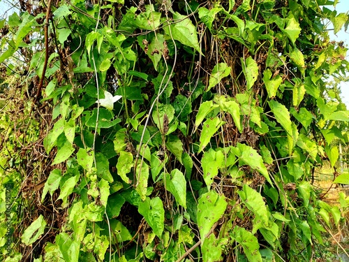 green leaves background