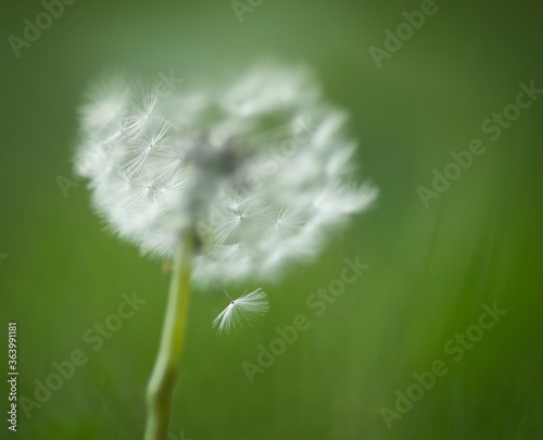 Fototapeta Naklejka Na Ścianę i Meble -  Close up of dandelion