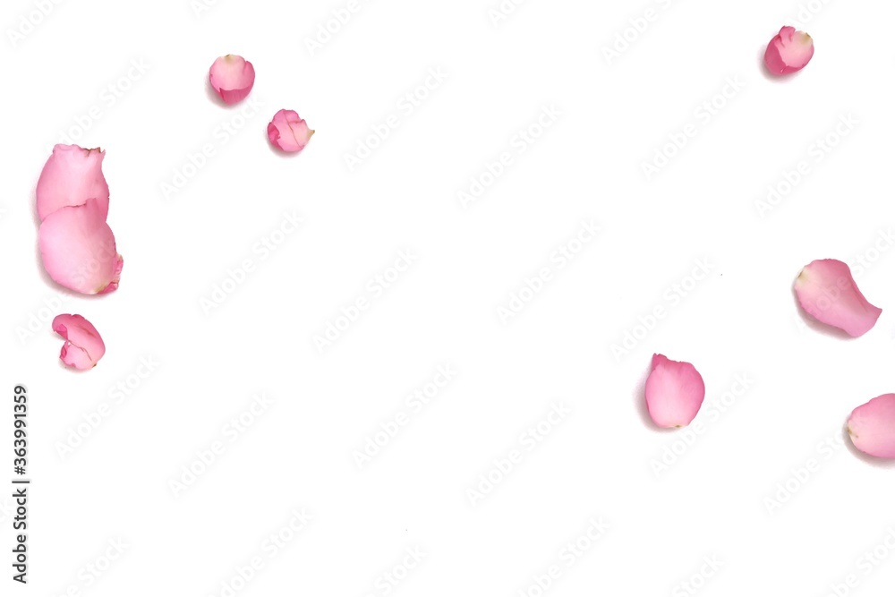 Blurred a group of sweet pink rose corollas on white isolated background with softly style and copy space 