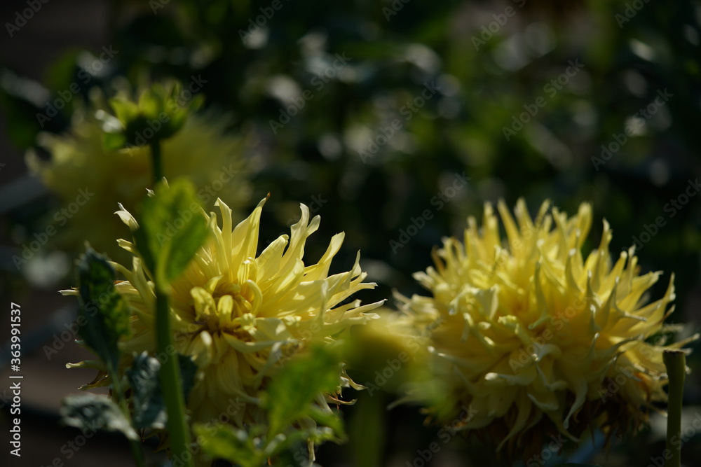 Light Yellow Flower pf Dahlia in Full Bloom Light Yellow Flower pf Dahlia in Full Bloom