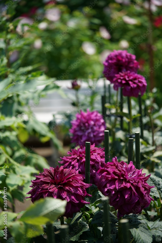 Obraz premium Light Purple Flower of Dahlia in Full Bloom