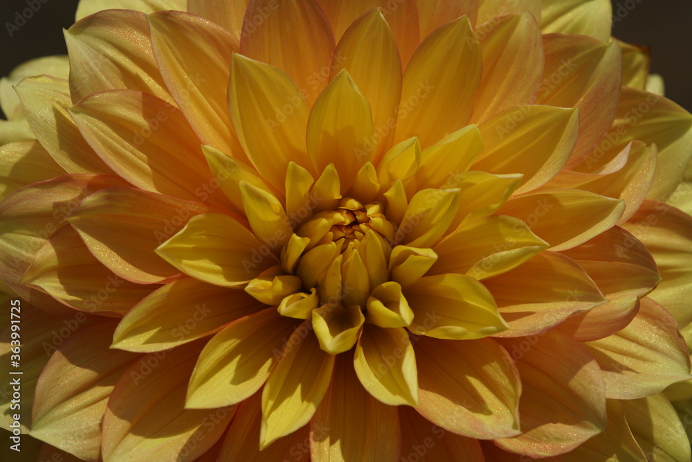 Yellow Flower of Dahlia in Full Bloom Yellow Flower of Dahlia in Full Bloom