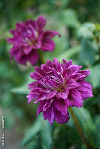 Light Purple Flower of Dahlia in Full Bloom