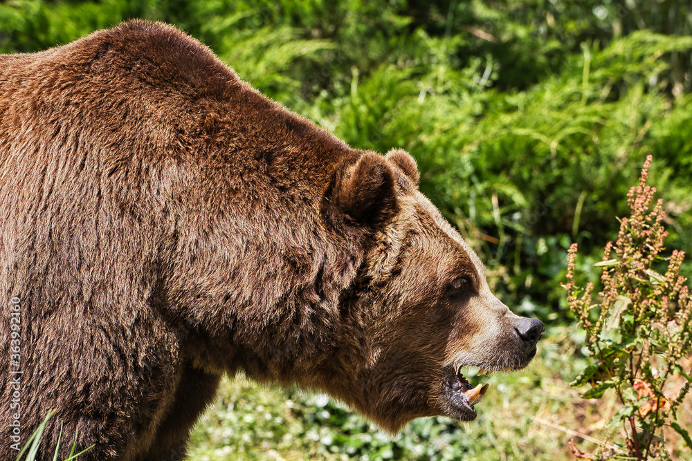 2020-07-09 A LARGE MALE GRIZZLY BEARING HIS TEETH 2020-07-09 A LARGE MALE GRIZZLY BEARING HIS TEETH