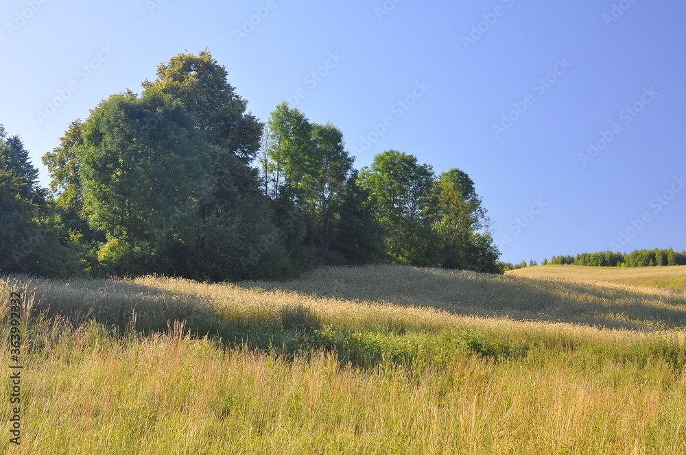 Fototapeta premium Polska - Mazury - Warmia. Panorama. Wiosna. Zagajnik.