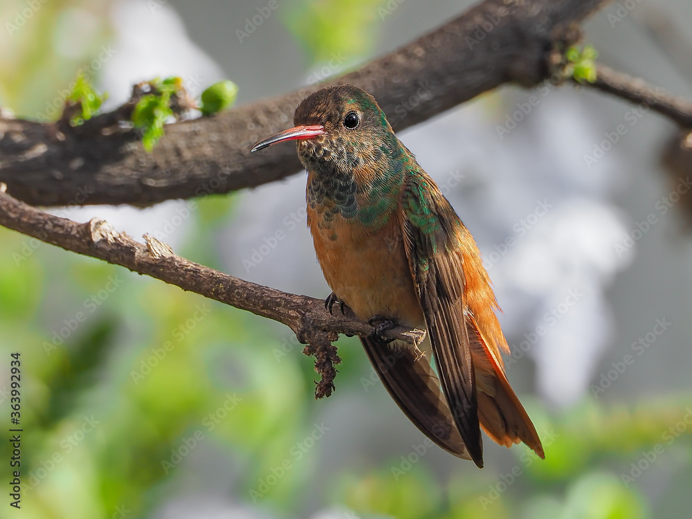 Amazilia Hummingbird on a branch with a nice bokeh Amazilia Hummingbird on a branch with a nice bokeh