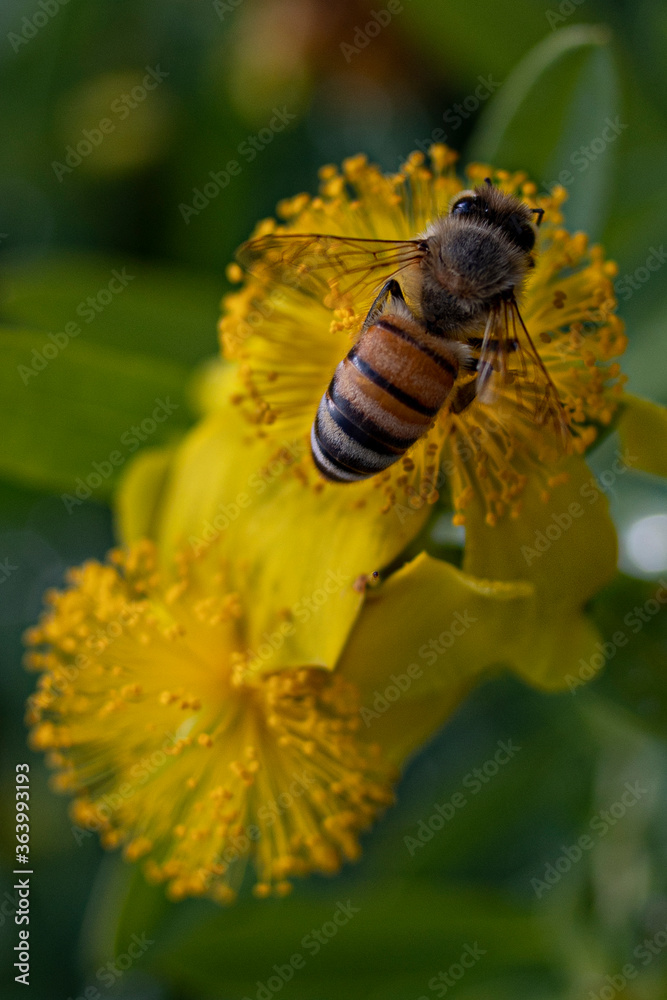 bee on yellow flower