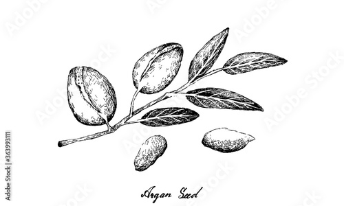 Illustration Hand Drawn Sketch of Argan or Argania Spinosa Seeds on A Tree, Used for Cosmetic Purposes.
