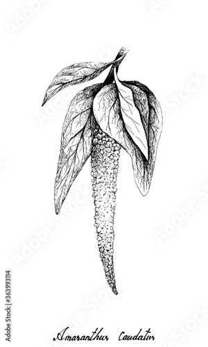 Vegetable and Herb, Illustration of Hand Drawn Sketch Amaranth or Amaranthus Cruentus Plant Isolated on A White Background.
