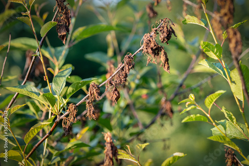 cherry fungal disease, moniliosis or monilialny burn of a cherry tree photo