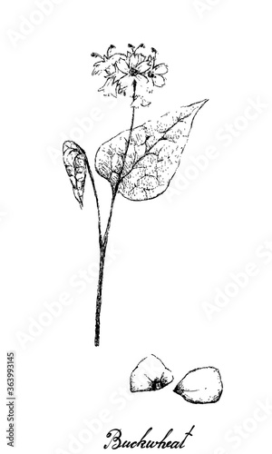 Vegetable and Herb, Illustration of Hand Drawn Sketch Fagopyrum Esculentum or Buckwheat and Seed Plant Isolated on A White Background.
