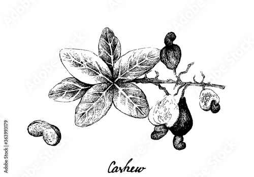 Illustration of Hand Drawn Sketch Fresh Cashew Nut on A Branch with Roasted Cashew Nuts, Good Source of Dietary Fiber, Vitamins and Minerals.
