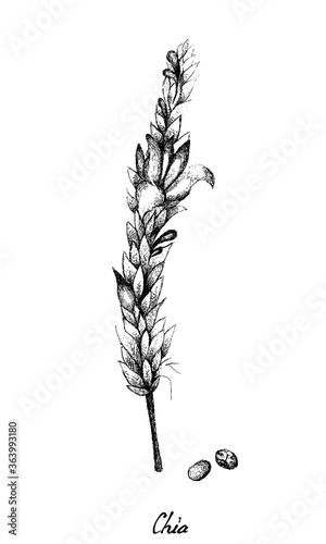 Vegetable and Herb, Illustration Hand Drawn Sketch Bunch of Chia Blossoms and Pods on Plant, Good Source of Dietary Fiber with Vitamin B1 and B3.
