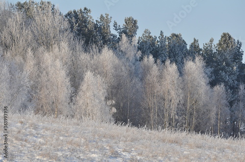 Polska - Mazury - Unieszewo - Drzewa zimą