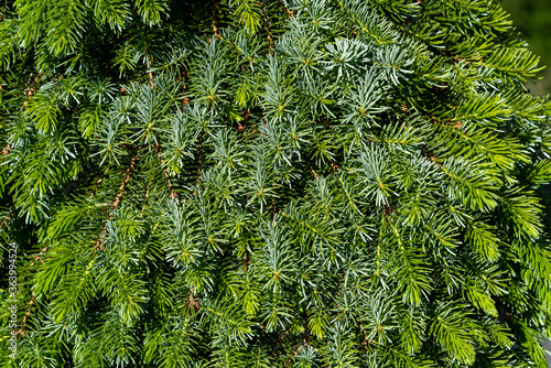 Closeup of tightly spaced evergreen branches and pine needles, as a nature background 