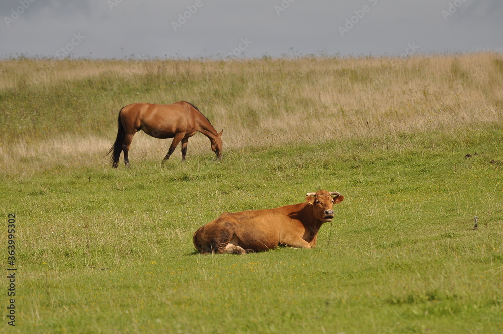 Polska - Mazury - Warmia. Krajobraz. Koń i krowa. Polska - Mazury - Warmia. Krajobraz. Koń i krowa.