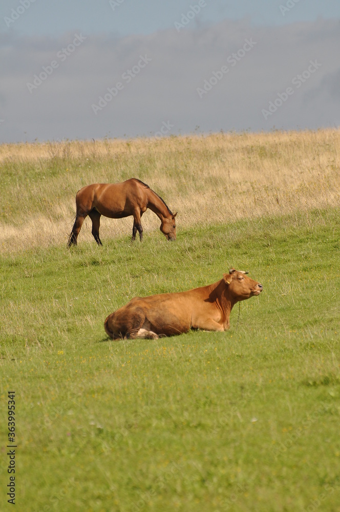 Koń i krowa. Krajobraz. Polska - Mazury - Warmia. Koń i krowa. Krajobraz. Polska - Mazury - Warmia.