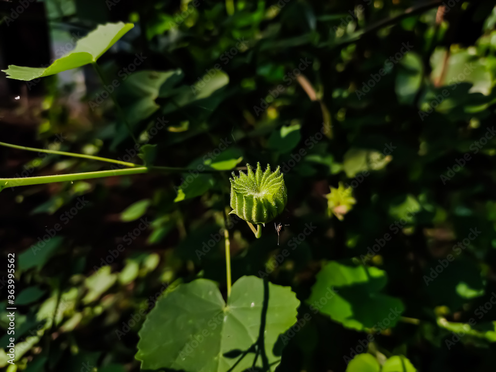 Abutilon indicum is a small shrub in the family Malvaceae, native to tropic and subtropical regions and sometimes cultivated as an ornamental. Abutilon indicum is a small shrub in the family Malvaceae, native to tropic and subtropical regions and sometimes cultivated as an ornamental.