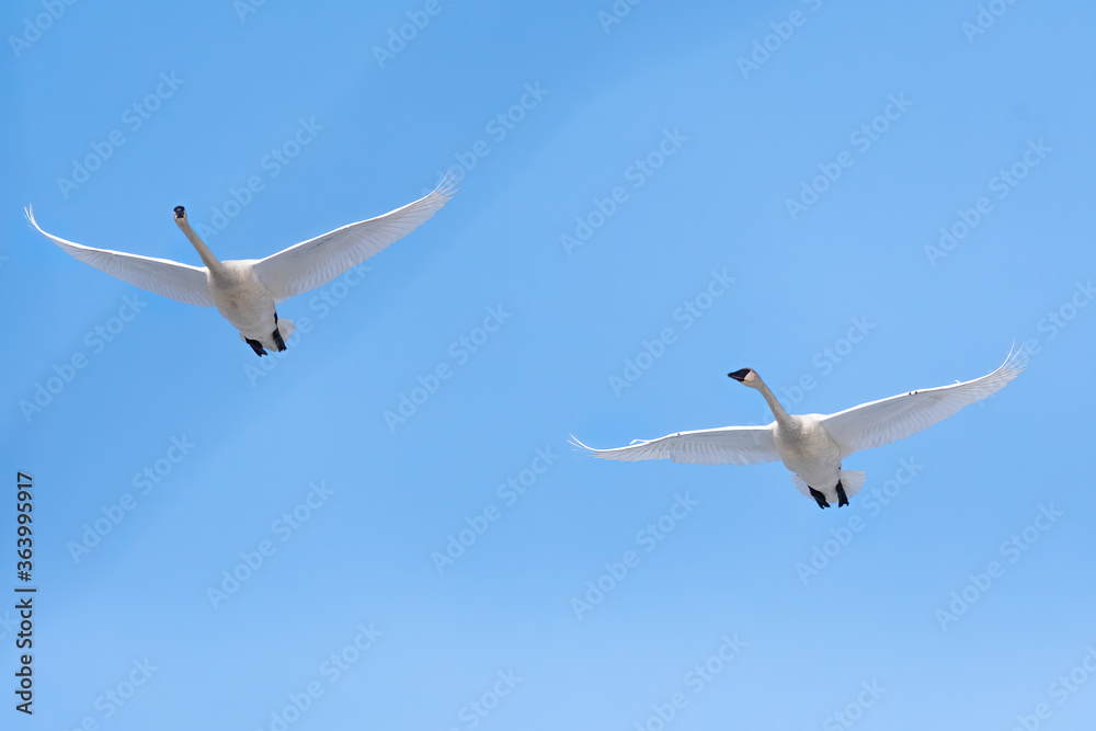Swans flying overhead bithgt blue sky. Spring migration Swans flying overhead bithgt blue sky. Spring migration