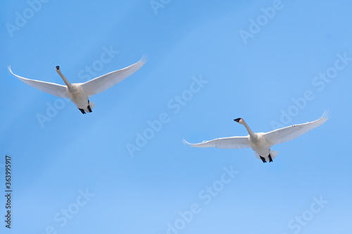 Swans flying overhead bithgt blue sky. Spring migration