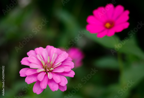 Pink zinnia flower in bloom. Summer flower. Summer plant. Midsummer flowers