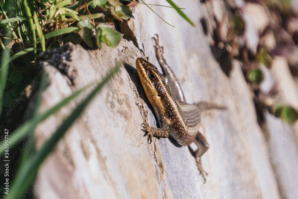 Small gloden, brown lizard standing on a stone outdoors