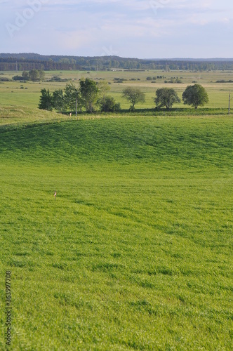 Polska - Mazury - Węgajty. Wiosna.