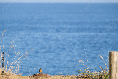 鳥と海