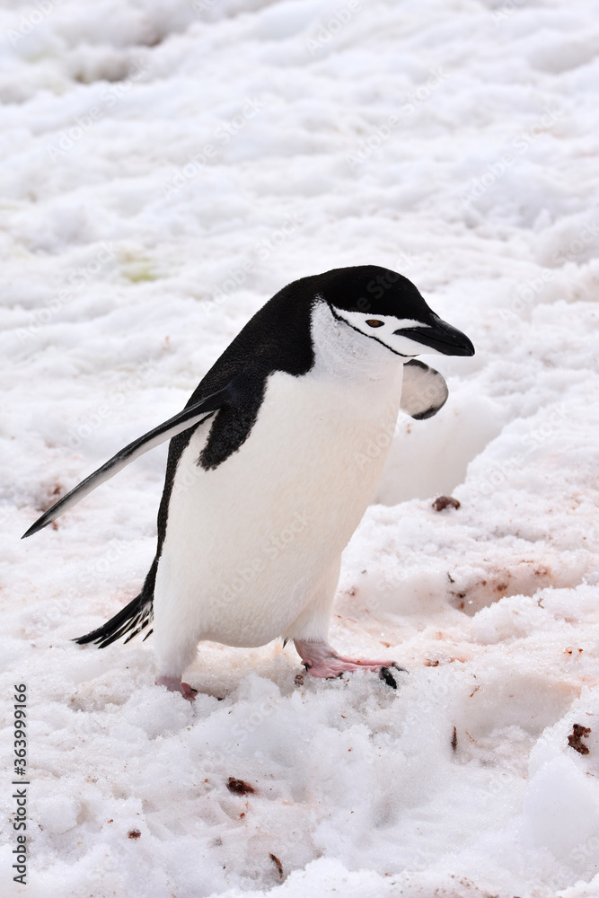 Obraz premium Chinstrap penguin at Half Moon Island, Antarctica