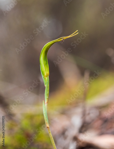 An Australian terrestrial orchid known as the Large Autumn Greenhood (Pterostylis revoluta)