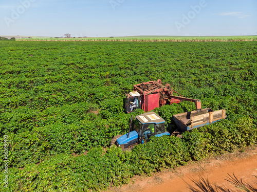 Machine in the field harvesting coffee in the plantation of Brazil