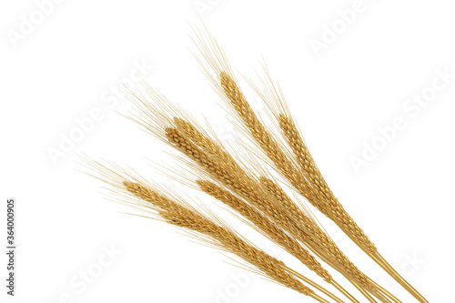 Gold wheat isolated on white background. 3D illustration.