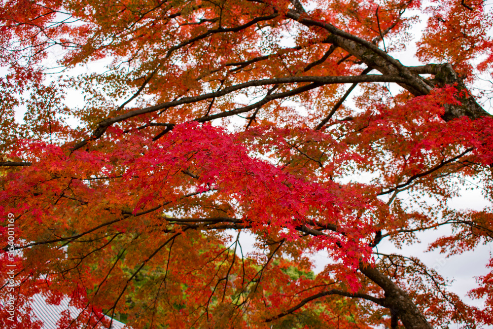 紅葉の勝尾寺 紅葉の勝尾寺