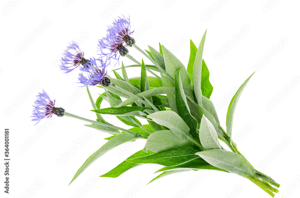 Fototapeta premium Bunch of garden cornflowers on white background.