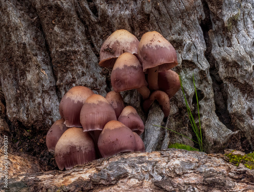 A group of fungi commonly known as Fairy Bonnets (Coprinellus disseminatus) photo