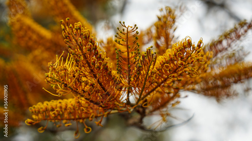 Closeup of silky oak blossoms on the tree, with blurred background.